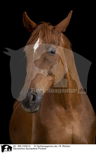 Deutsches Sportpferd Portrait / German Sport Horse Portrait / RR-100610