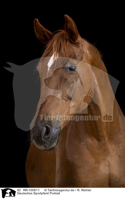 Deutsches Sportpferd Portrait / German Sport Horse Portrait / RR-100611