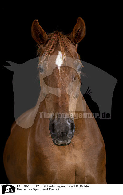 Deutsches Sportpferd Portrait / German Sport Horse Portrait / RR-100612