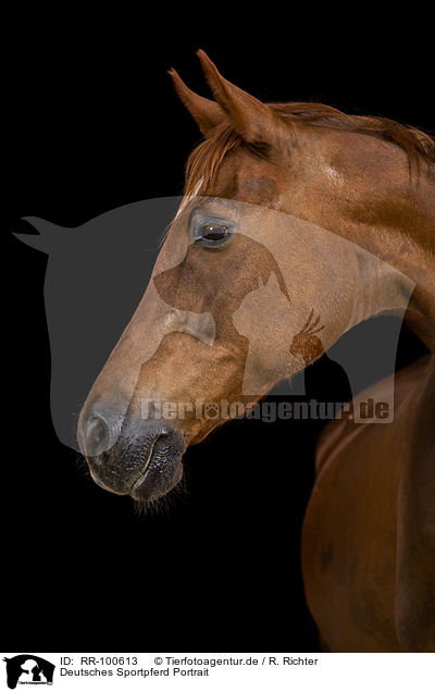 Deutsches Sportpferd Portrait / German Sport Horse Portrait / RR-100613