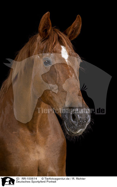 Deutsches Sportpferd Portrait / German Sport Horse Portrait / RR-100614