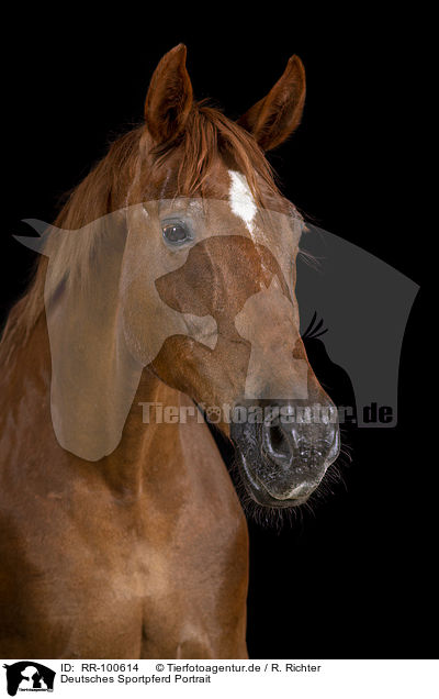 Deutsches Sportpferd Portrait / RR-100614