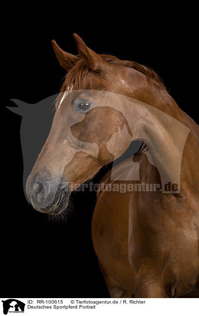 Deutsches Sportpferd Portrait / German Sport Horse Portrait / RR-100615