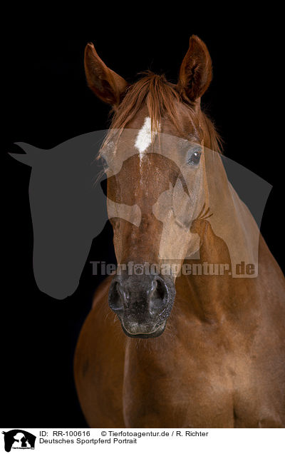 Deutsches Sportpferd Portrait / RR-100616