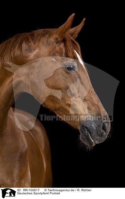 Deutsches Sportpferd Portrait / German Sport Horse Portrait / RR-100617