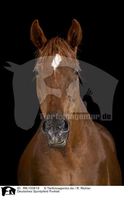 Deutsches Sportpferd Portrait / German Sport Horse Portrait / RR-100619
