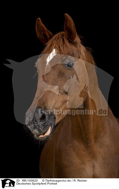 Deutsches Sportpferd Portrait / RR-100620