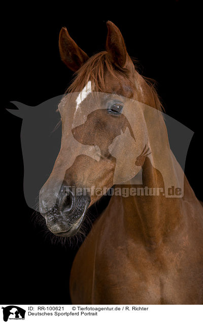 Deutsches Sportpferd Portrait / German Sport Horse Portrait / RR-100621
