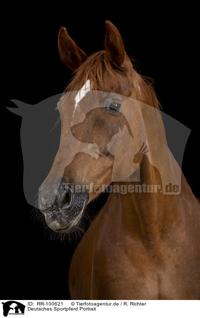 Deutsches Sportpferd Portrait / RR-100621