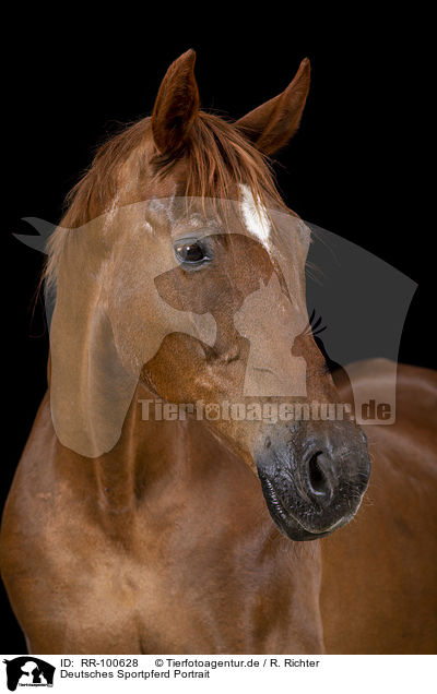 Deutsches Sportpferd Portrait / German Sport Horse Portrait / RR-100628