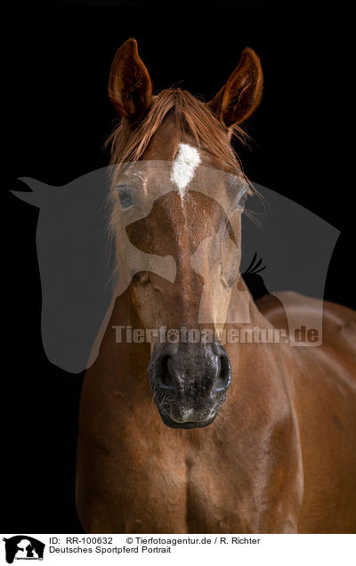 Deutsches Sportpferd Portrait / German Sport Horse Portrait / RR-100632