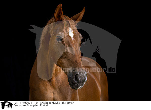 Deutsches Sportpferd Portrait / German Sport Horse Portrait / RR-100634