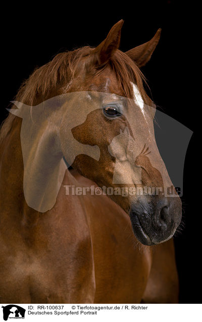 Deutsches Sportpferd Portrait / German Sport Horse Portrait / RR-100637