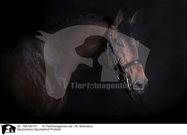 Deutschem Sportpferd Portrait / German Sport Horse portrait / NS-06141