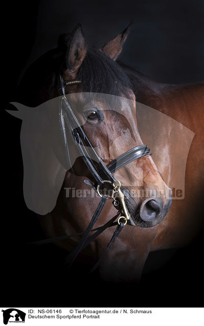 Deutschem Sportpferd Portrait / German Sport Horse portrait / NS-06146