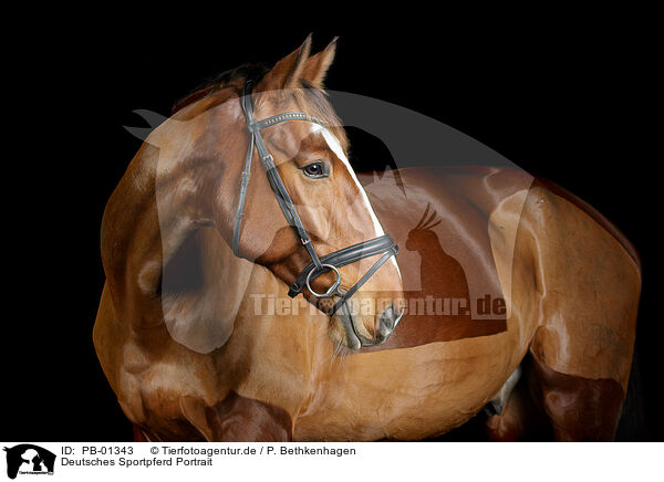 Deutsches Sportpferd Portrait / German Sport Horse Portrait / PB-01343