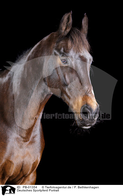 Deutsches Sportpferd Portrait / German Sport Horse Portrait / PB-01354