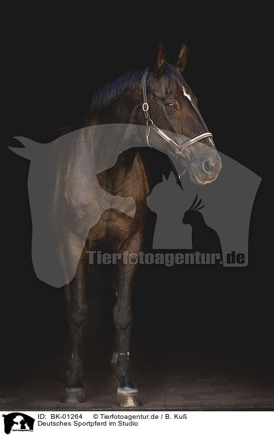 Deutsches Sportpferd im Studio / German Sport Horse in studio / BK-01264