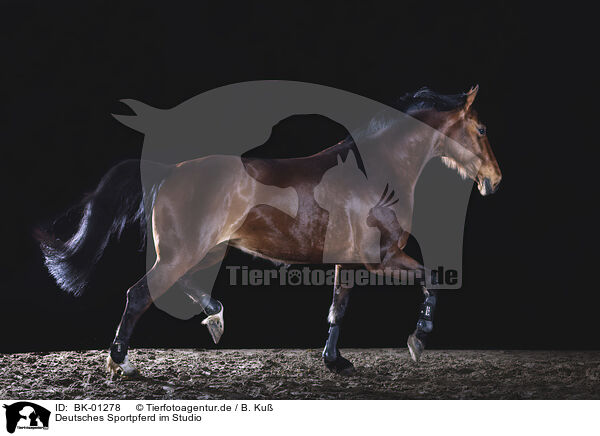 Deutsches Sportpferd im Studio / German Sport Horse in studio / BK-01278