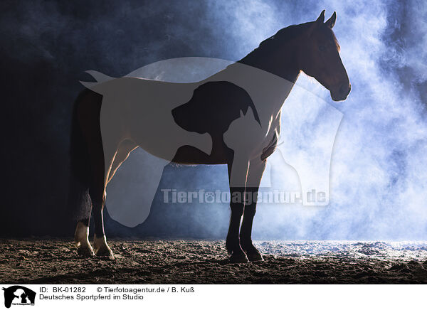 Deutsches Sportpferd im Studio / German Sport Horse in studio / BK-01282