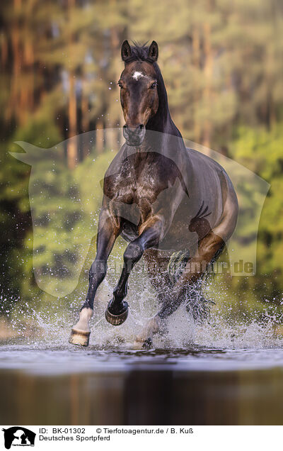 Deutsches Sportpferd / German Sport Horse / BK-01302