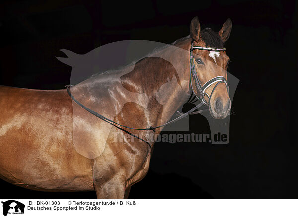 Deutsches Sportpferd im Studio / BK-01303