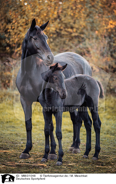 Deutsches Sportpferd / German Sport Horse / MM-01048