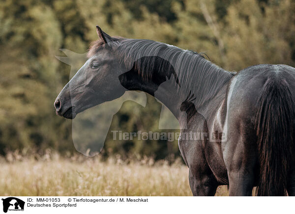 Deutsches Sportpferd / German Sport Horse / MM-01053