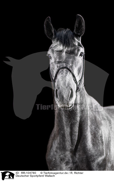Deutscher Sportpferd Wallach / RR-104780