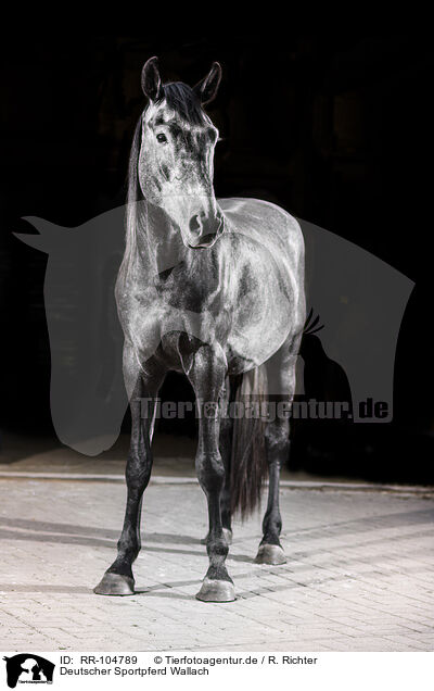 Deutscher Sportpferd Wallach / RR-104789