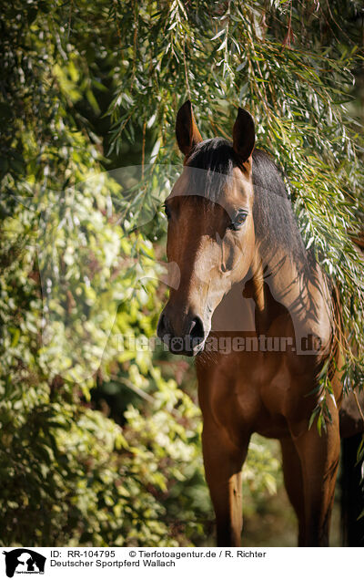 Deutscher Sportpferd Wallach / German Sport Horse gelding / RR-104795