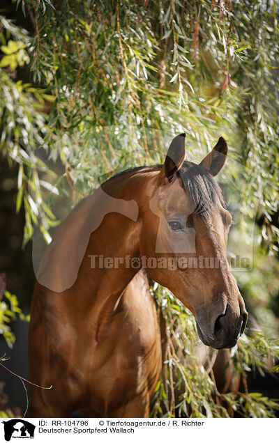 Deutscher Sportpferd Wallach / German Sport Horse gelding / RR-104796