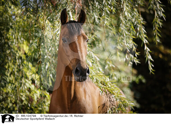 Deutscher Sportpferd Wallach / German Sport Horse gelding / RR-104798