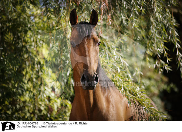 Deutscher Sportpferd Wallach / German Sport Horse gelding / RR-104799
