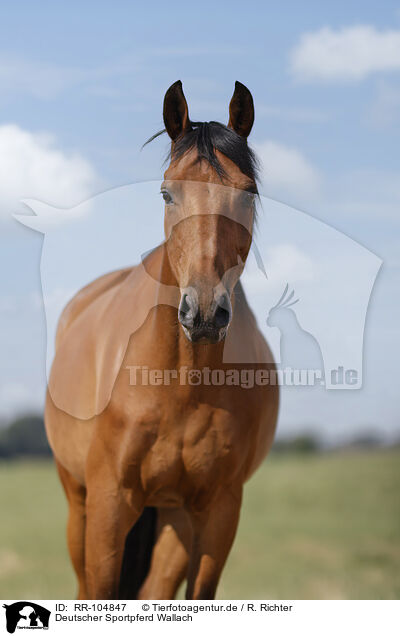 Deutscher Sportpferd Wallach / German Sport Horse gelding / RR-104847