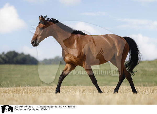 Deutscher Sportpferd Wallach / German Sport Horse gelding / RR-104856