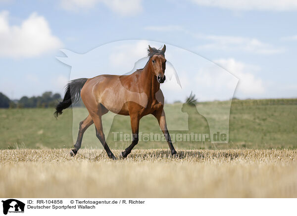 Deutscher Sportpferd Wallach / RR-104858