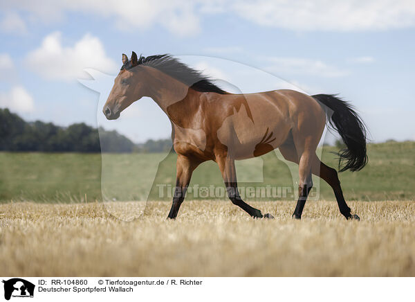 Deutscher Sportpferd Wallach / German Sport Horse gelding / RR-104860