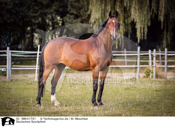 Deutsches Sportpferd / German Sport Horse / MM-01791