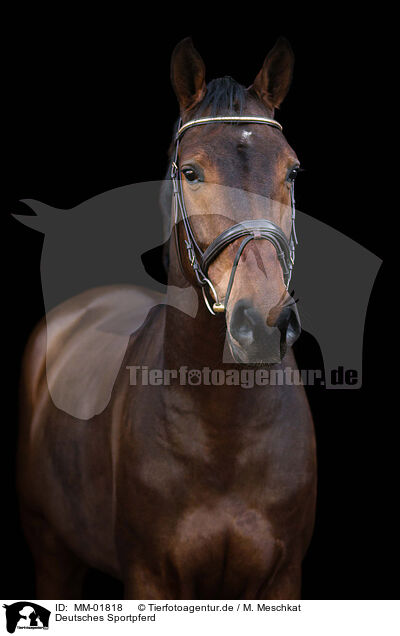 Deutsches Sportpferd / German Sport Horse / MM-01818