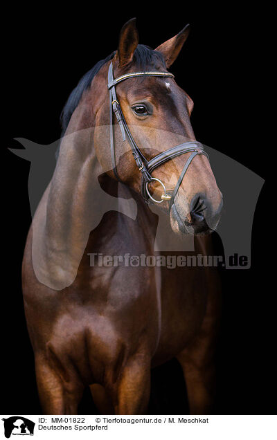 Deutsches Sportpferd / German Sport Horse / MM-01822