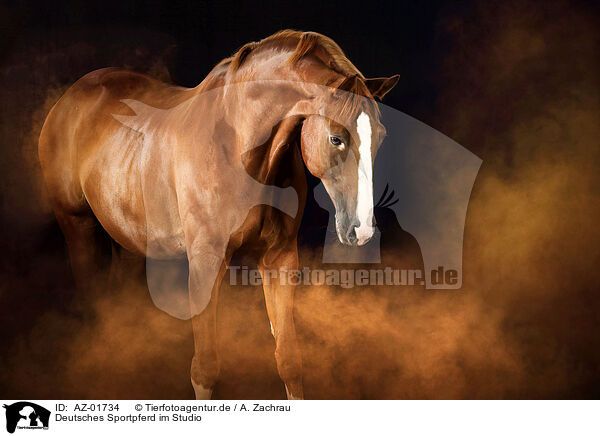 Deutsches Sportpferd im Studio / German Sport Horse in studio / AZ-01734