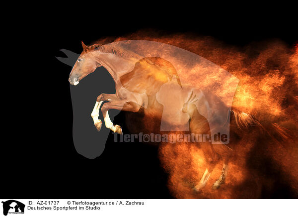 Deutsches Sportpferd im Studio / AZ-01737