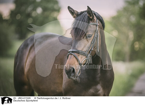 Deutsches Sportpferd / German Riding Horse / JRO-01526