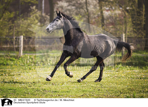 Deutsches Sportpferd Stute / German Sport Horse mare / MM-01920