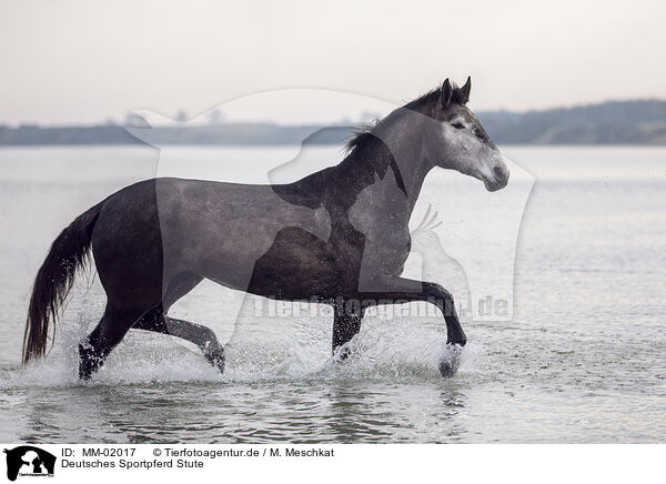 Deutsches Sportpferd Stute / German Sport Horse mare / MM-02017