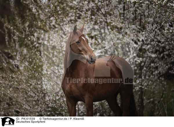 Deutsches Sportpferd / German Sport Horse / PK-01539