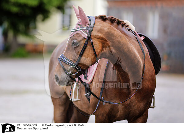 Deutsches Sportpferd / German Sport Horse / BK-02609