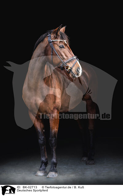 Deutsches Sportpferd / German Sport Horse / BK-02713