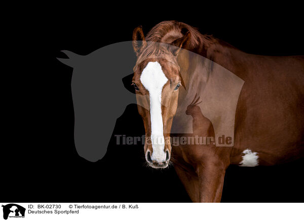 Deutsches Sportpferd / BK-02730